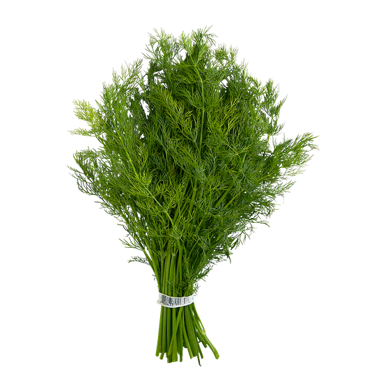 Dill Leaves Bunch