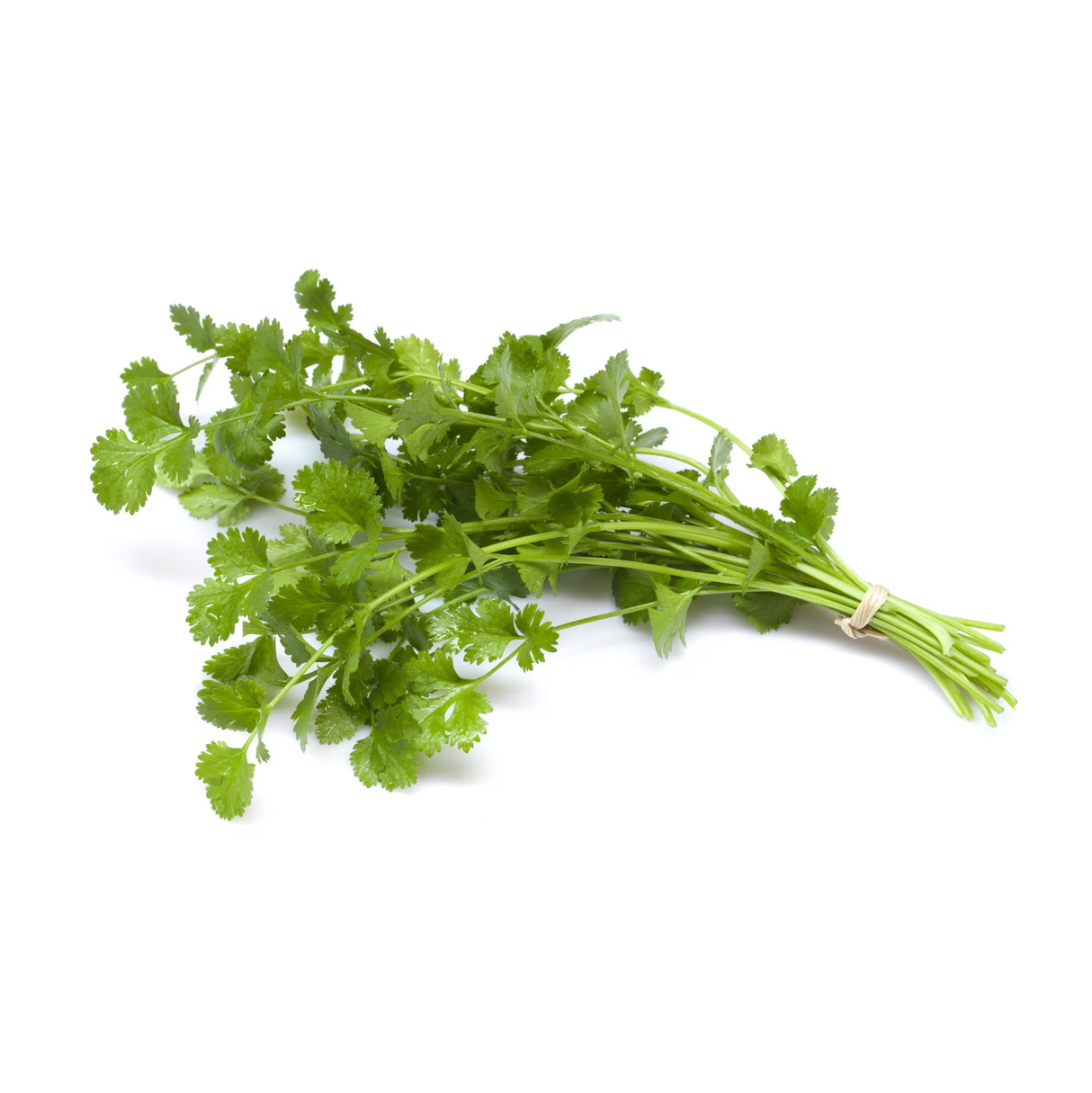 Coriander Leaves Bunch