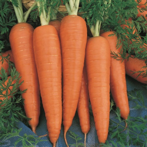 Image of Carrot - Per 500g