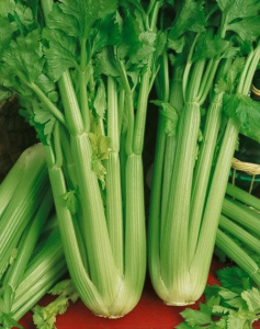Image of Celery - Each