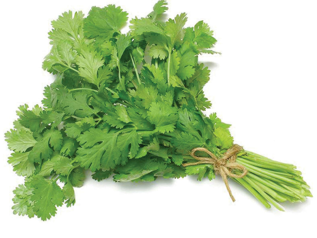 Image of Coriander Leaves - A bunch