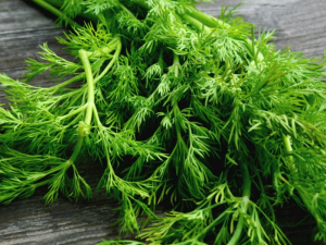 Image of Dill Leaves - a Bunch