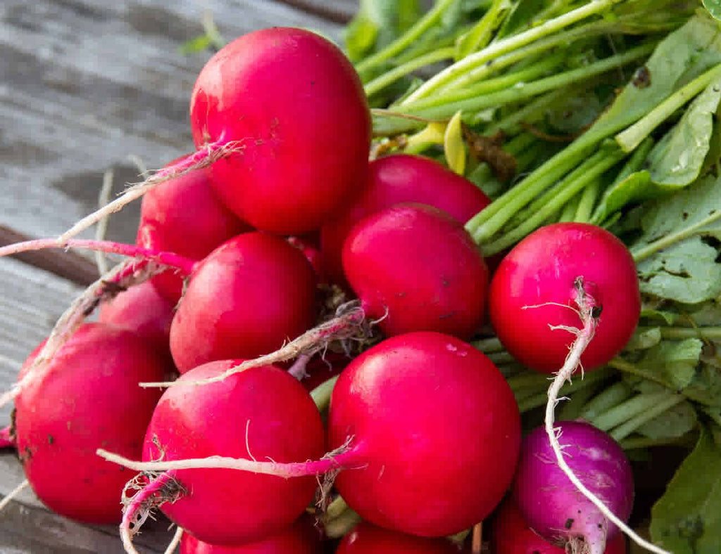 Image of Small Red Radish Bunch